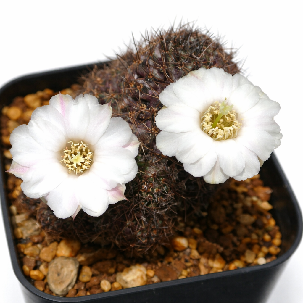 검은 가시와 흰 꽃이 있는 메디오로비비아 류칸테마 선인장 화분