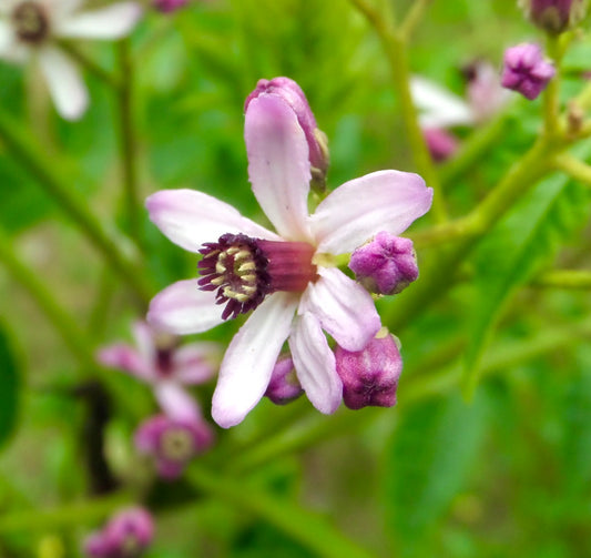 Melia azedarach delicate pale purple flowers with dark purple stamens and green foliage