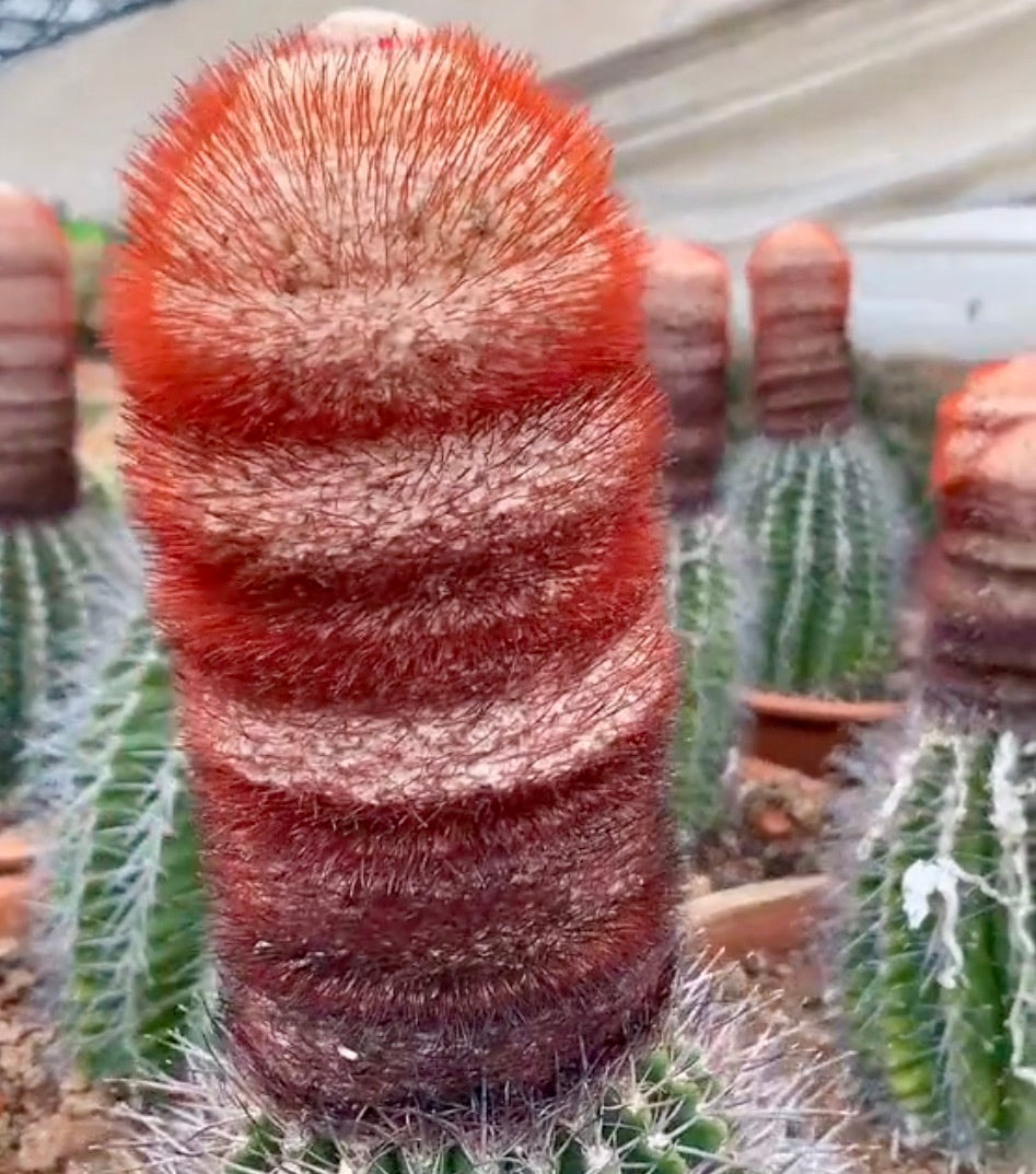 Nahaufnahme des sehr hohen orangen Cephaliums von Melocactus amoenus
