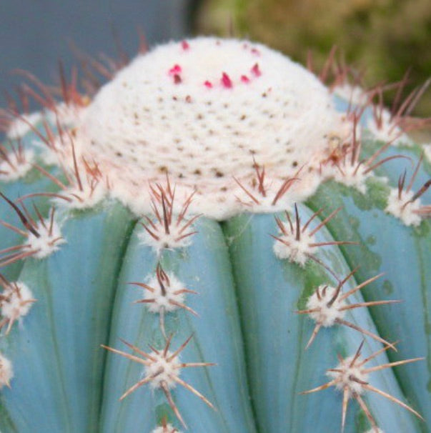 Melocactus azureus, cactus bleu avec un céphalium blanc au sommet.