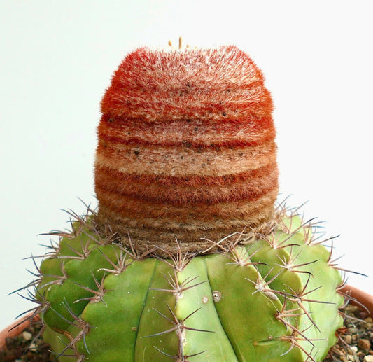 Melocactus concinnus raro cactus con cuerpo verde acanalado y denso cefalio rojizo