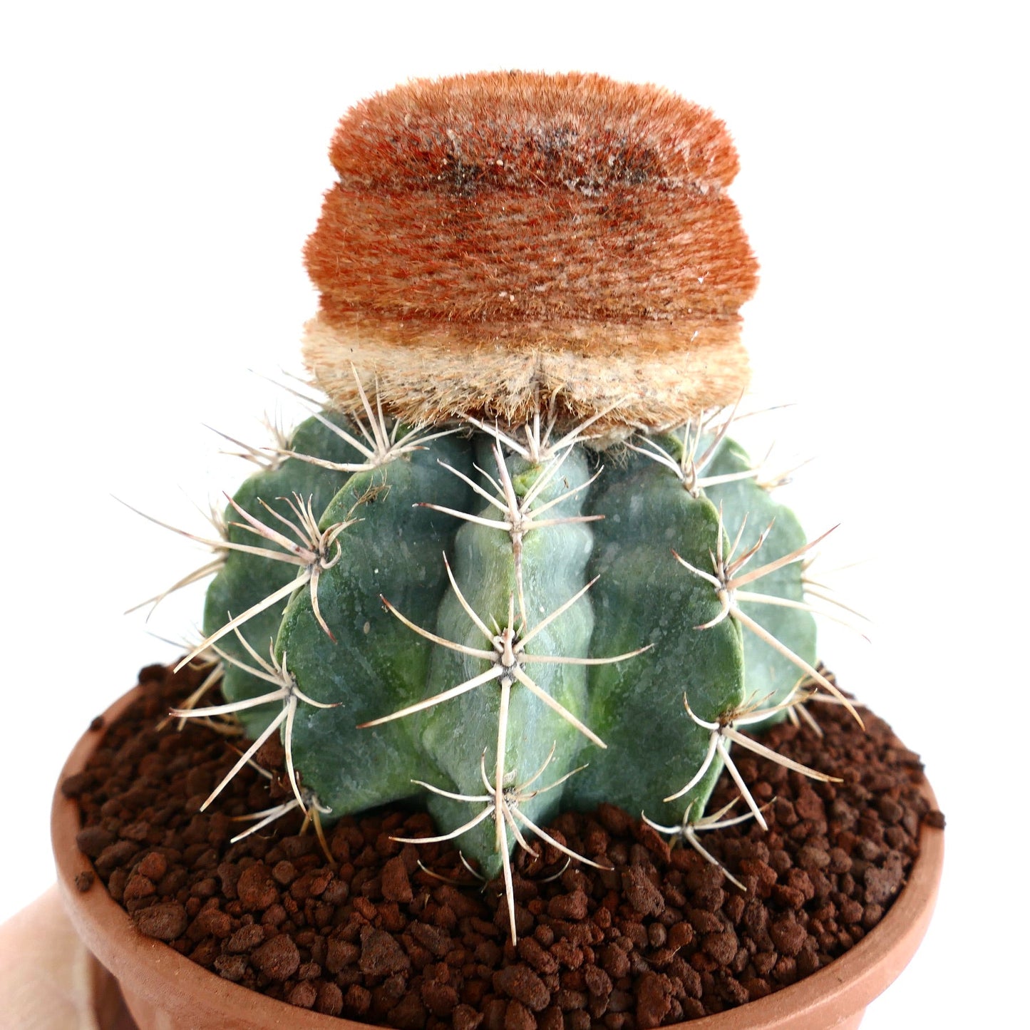 Melocactus diersianus HU404