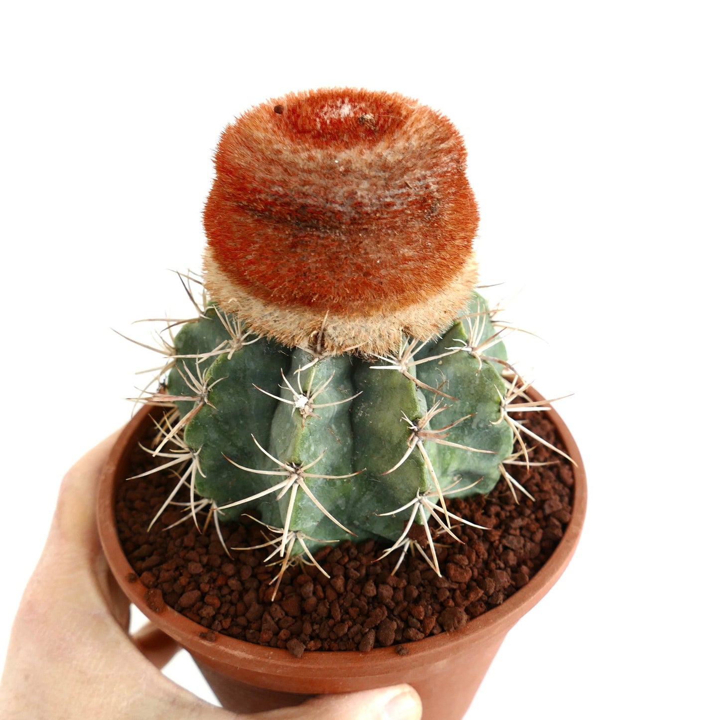 Melocactus diersianus HU404