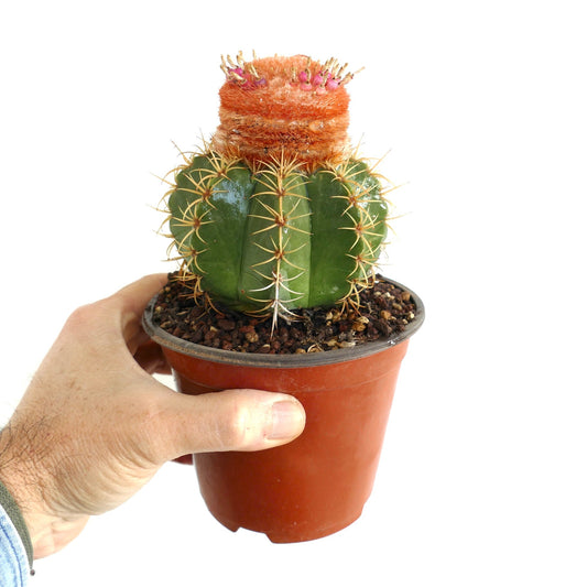 Melocactus mathanzanus sub. actinacanthus