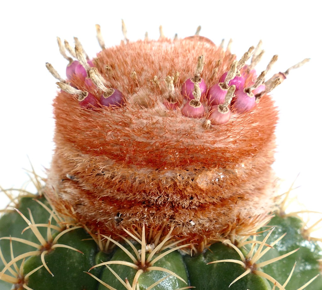 Melocactus mathanzanus sub. actinacanthus