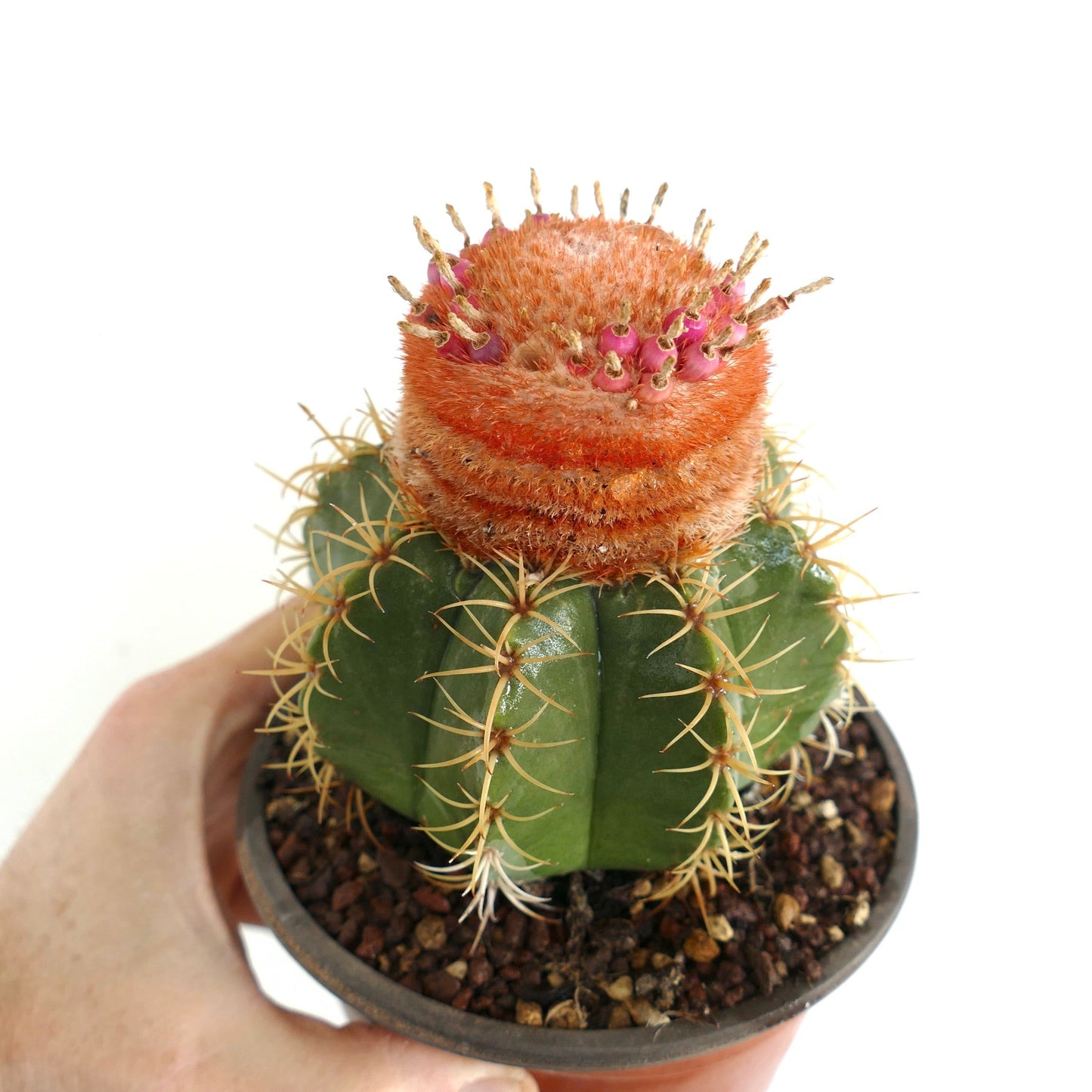 Melocactus mathanzanus sub. actinacanthus