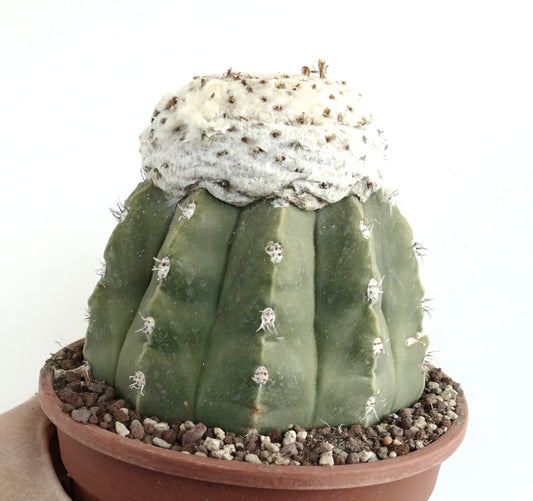 Melocactus maxonii var. inermis