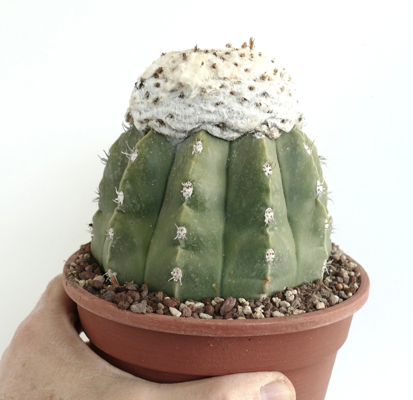 Melocactus maxonii var. inermis