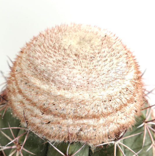 Melocactus neryi