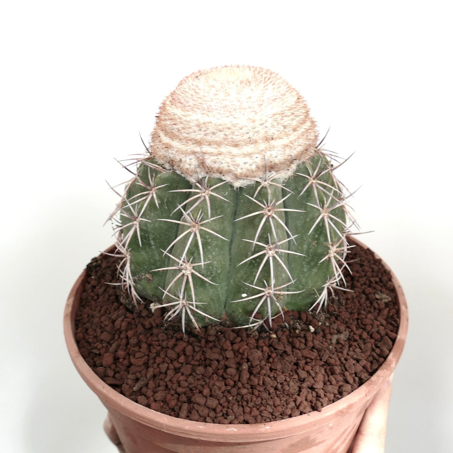 Melocactus neryi