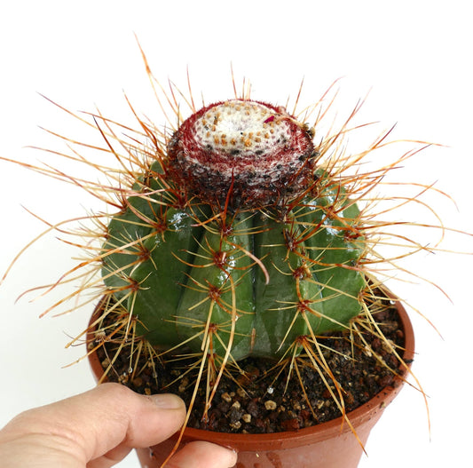 Melocactus oreas