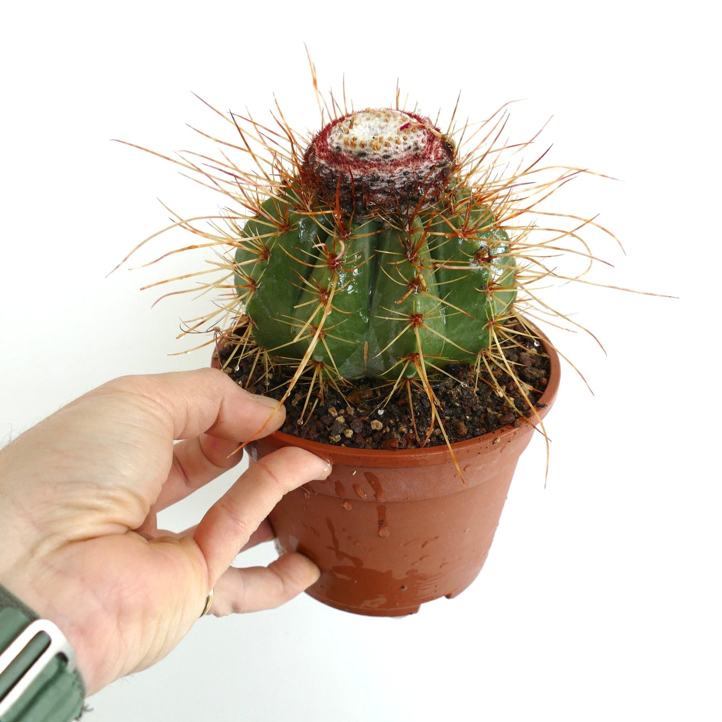 Melocactus oreas