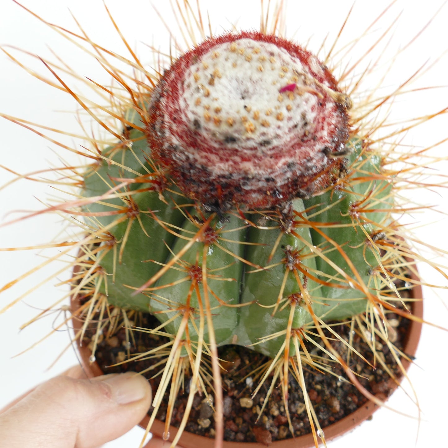 Melocactus oreas