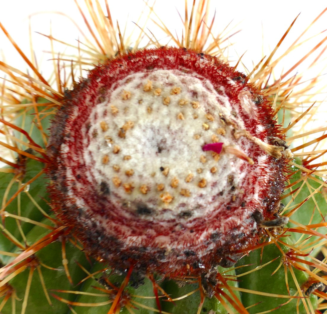 Melocactus oreas
