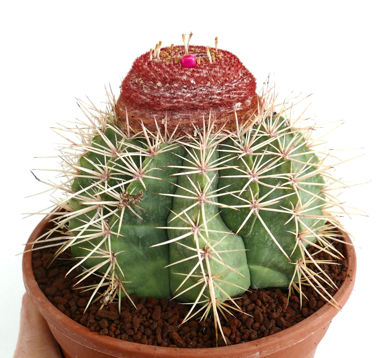Melocactus schulsianus