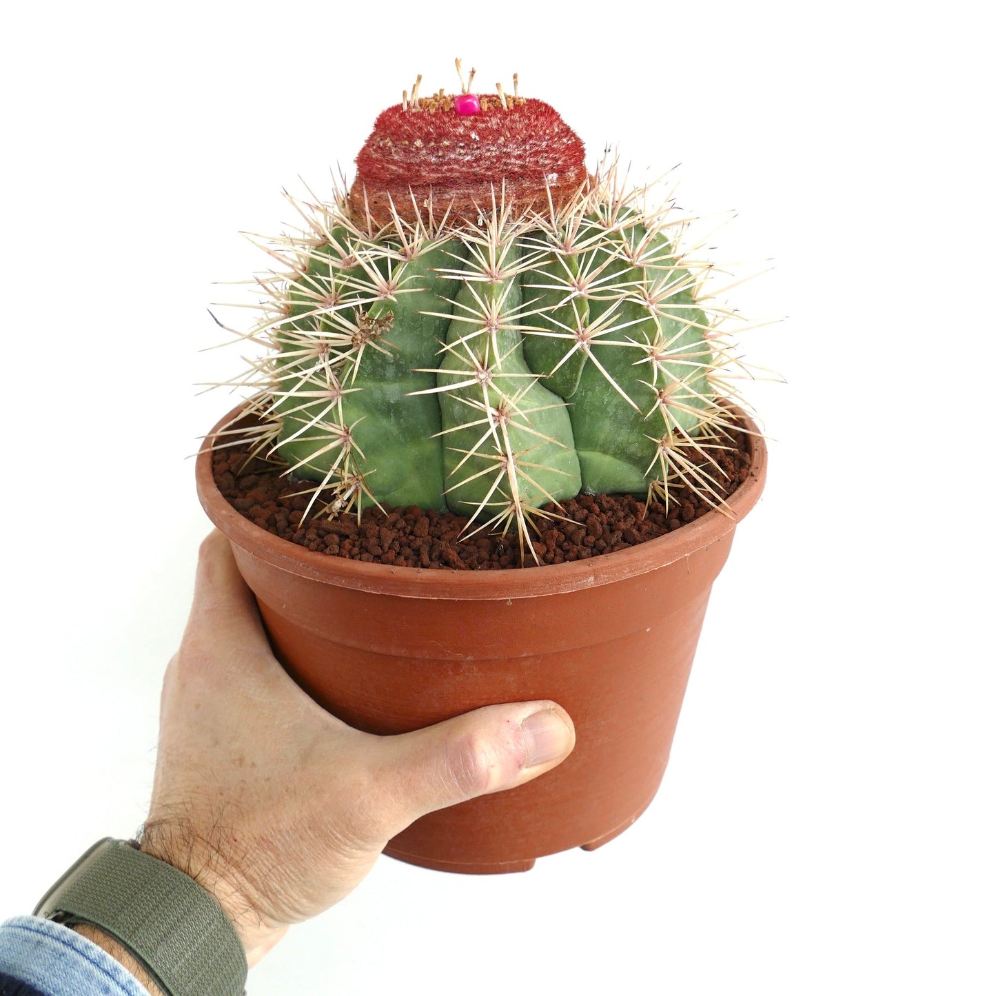 Melocactus schulsianus