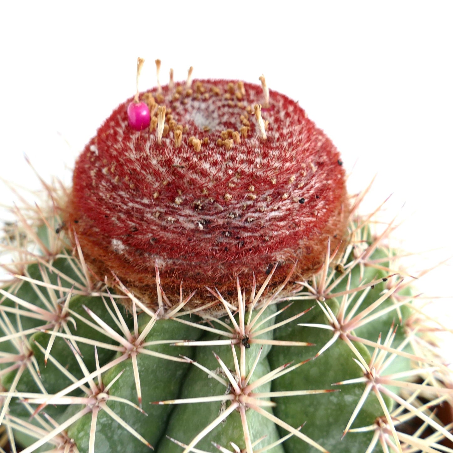 Melocactus schulsianus
