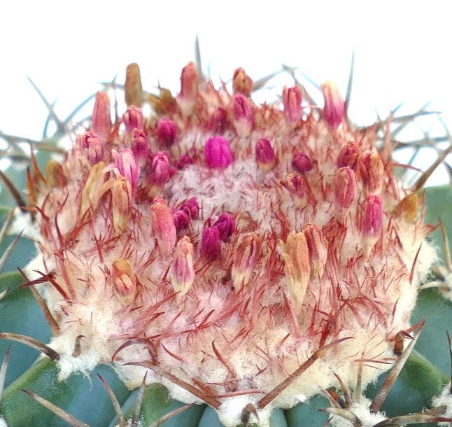 빨간 빳빳한 털과 작고 자라는 분홍색 꽃송이 무리가 있는 조밀한 양털 질감을 강조한 멜로카투스 세팔리움의 세부 모습.