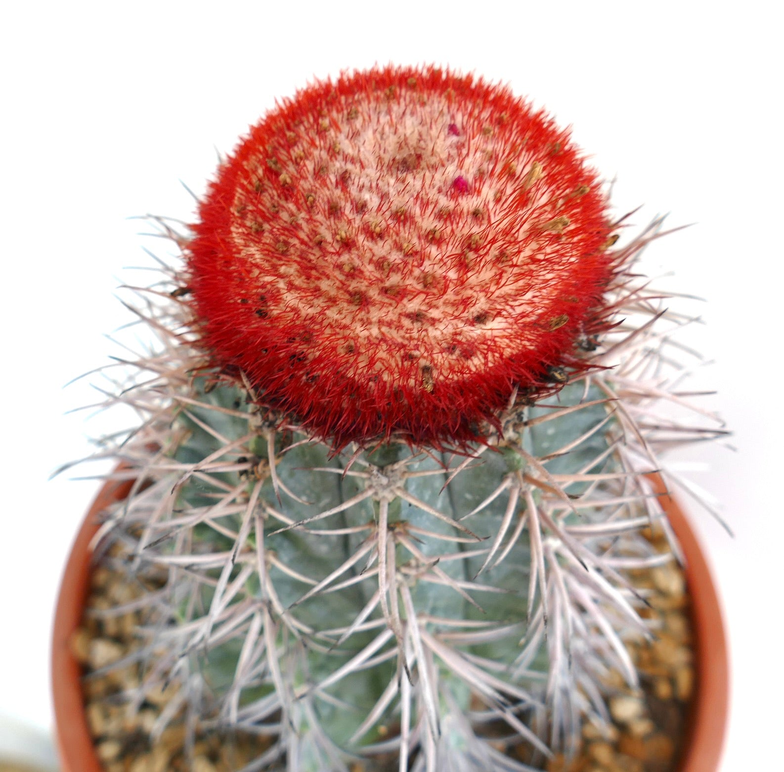 products/melocactus-azureus-old-specimen-1q879