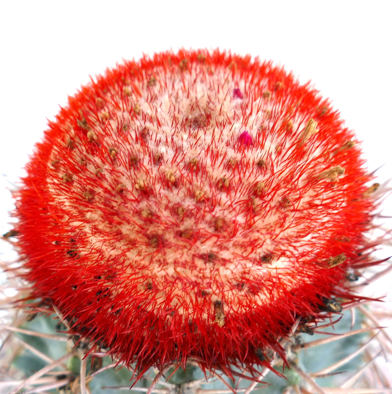 Melocactus azureus raro cactus con spine rosse vibranti e corona superiore dalla texture unica