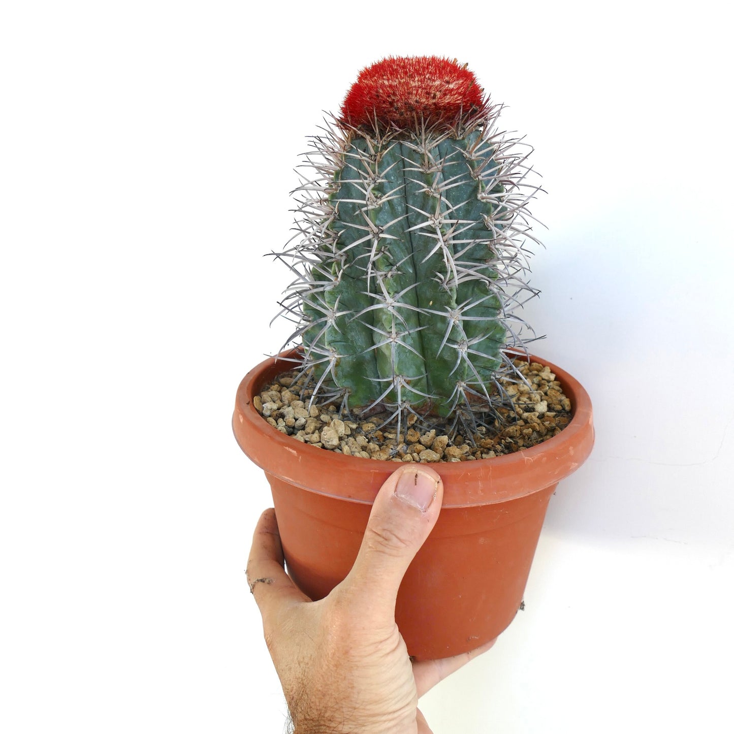 Melocactus azureus raro cactus con spine dense di un brillante rosso vivo e sommità arrotondata