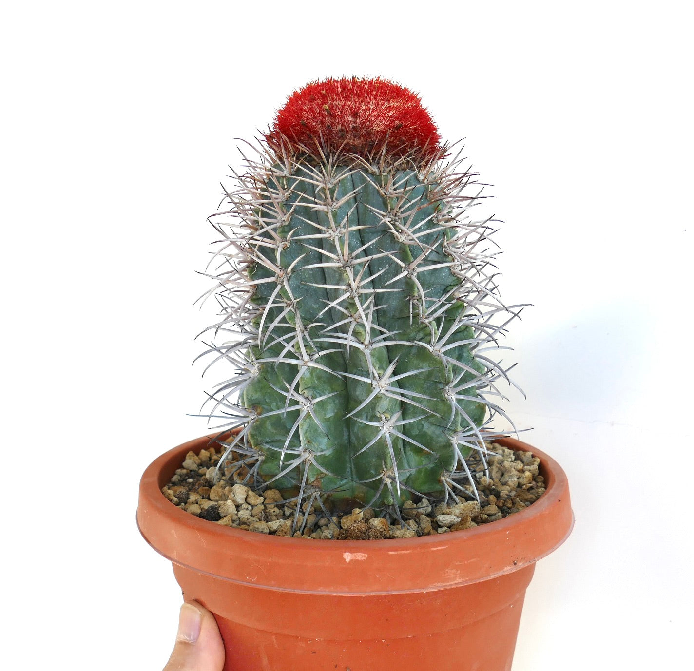 products/melocactus-azureus-old-specimen-1q879