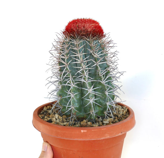 Melocactus azureus rare cactus with bright red spiny cephalium and green body