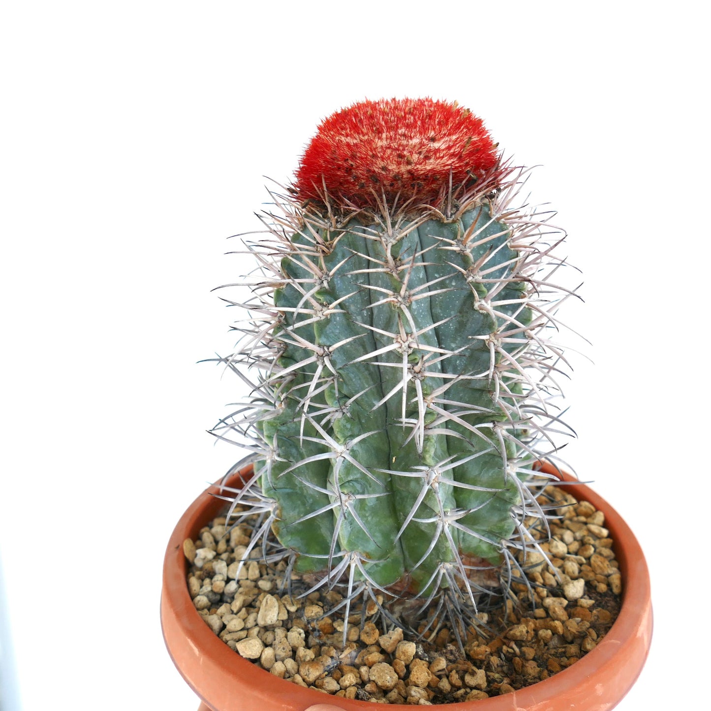 Melocactus azureus raro cactus con cephalium spinato rosso vivo e corpo verde