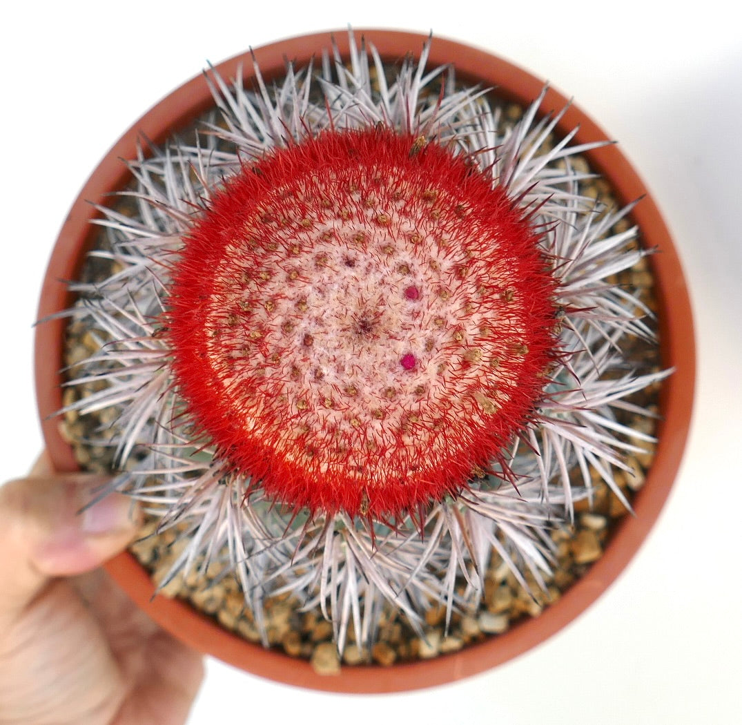Melocactus azureus raro cactus con spine rosso vivace e cefalio arrotondato