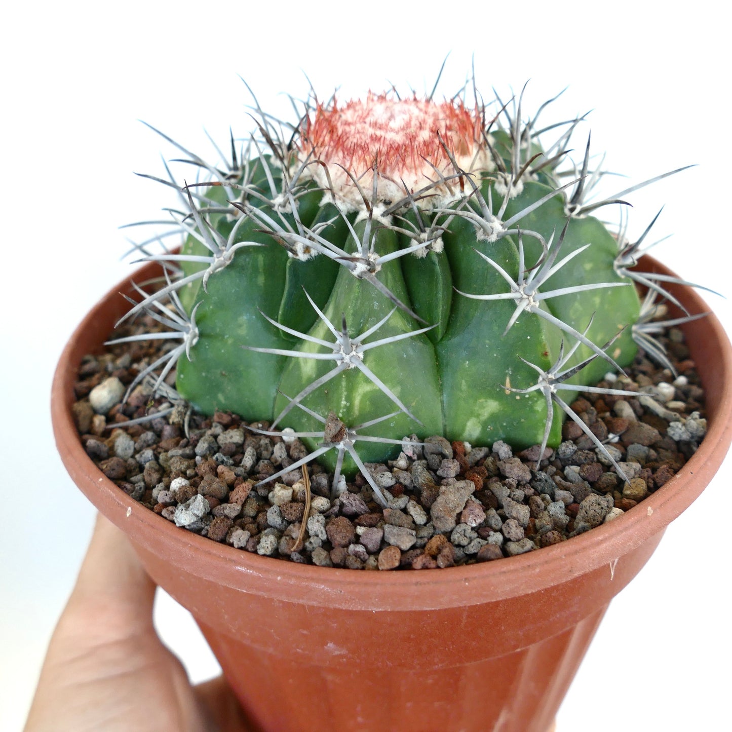 Potted Melocactus bahiensis subs. amethystinus with a ribbed green stem, prominent radial spines, and a woolly red cephalium forming at the crown.