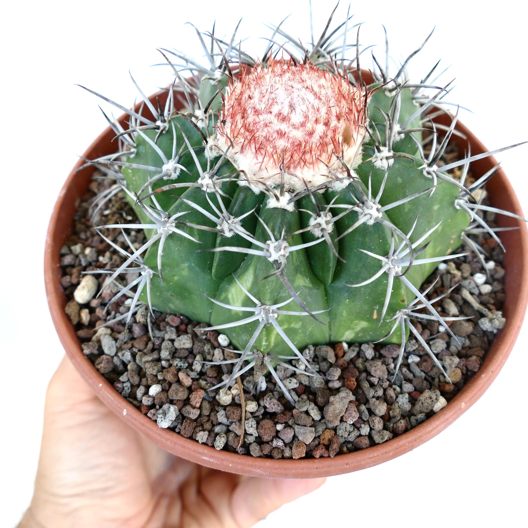 Top view of Melocactus bahiensis subs. amethystinus highlighting its symmetrical ribbed body, radiating spines, and the red woolly cephalium in the center.