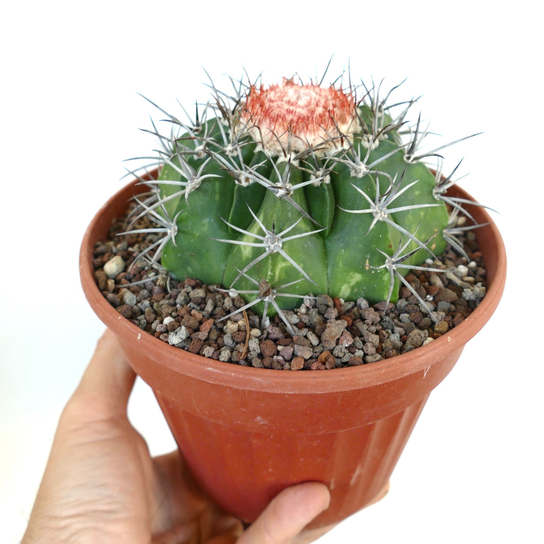 Side view of Melocactus bahiensis subs. amethystinus in a terracotta pot, displaying its green ribbed stem, gray radial spines, and the developing red cephalium on top.