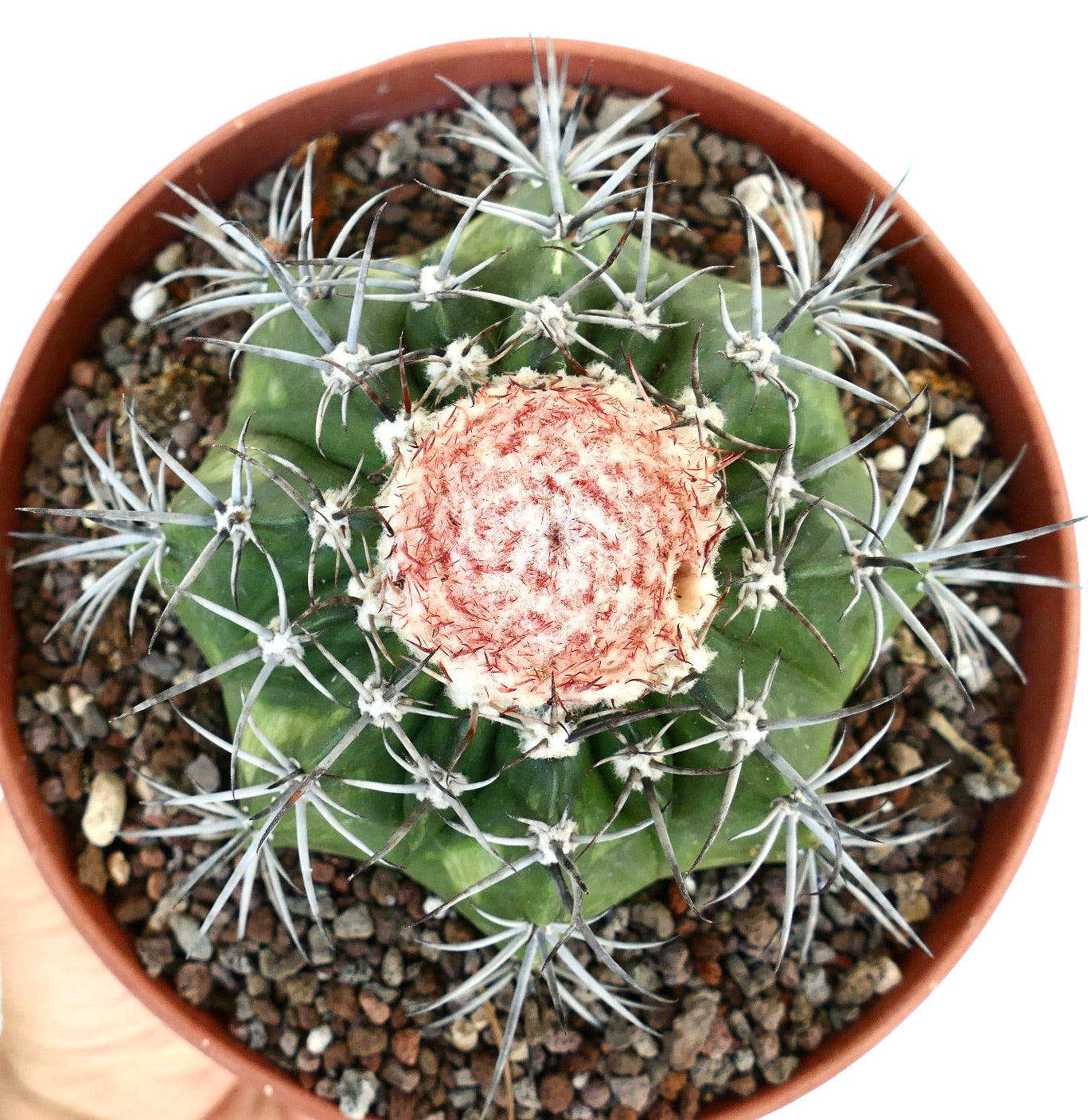 Overhead shot of Melocactus bahiensis subs. amethystinus, focusing on the circular cephalium with red woolly bristles, surrounded by radial spines on the ribbed green body.