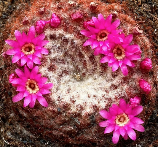 Melocactus brederooianus sjelden kaktus med knallrosa blomster og ullent teksturert kropp