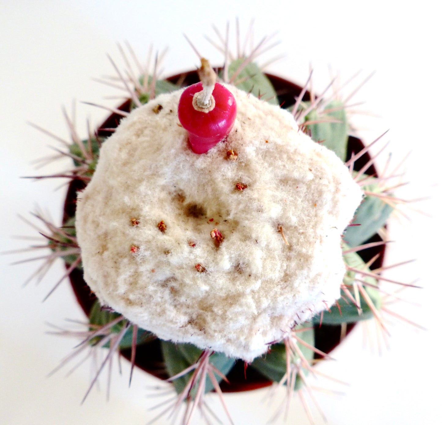 Melocactus caesius rare cactus with woolly cephalium and bright red fruit top view