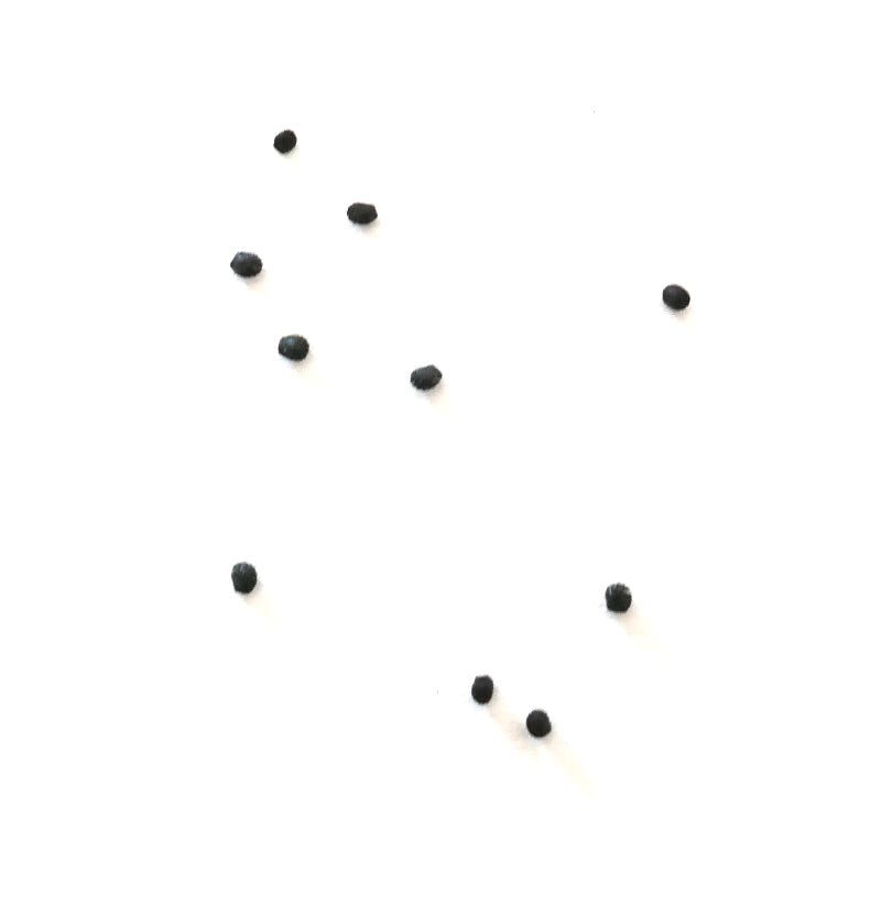 เมโลคactus โคนอยด์อุส เมล็ดสีดำขนาดเล็กกระจายอยู่บนพื้นหลังสีขาว