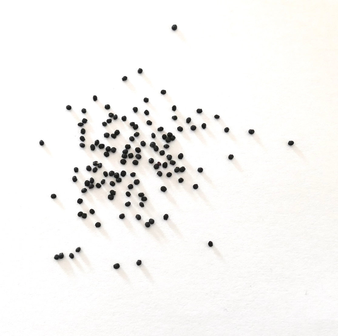 เมโลคactus ดิสก์ซิฟอร์มิส เมล็ดส้มเขียวหวานสีดำขนาดเล็ก กระจายอยู่บนพื้นหลังสีขาว