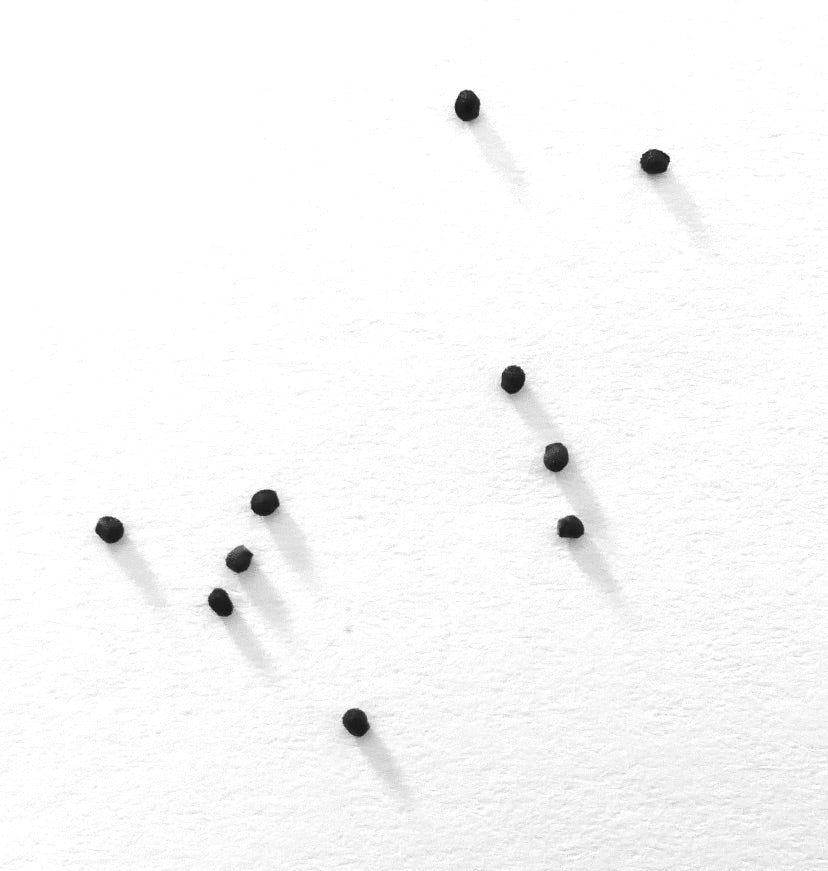 เมโลแคคตัส ดิสซิฟอร์มิส เมล็ดพันธุ์ต้นกระบองเพชรเล็กสีดำบนพื้นหลังสีขาว