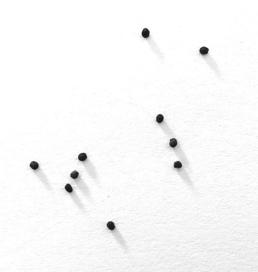 เมโลแคคตัส ดิสซิฟอร์มิส เมล็ดพันธุ์ต้นกระบองเพชรเล็กสีดำบนพื้นหลังสีขาว