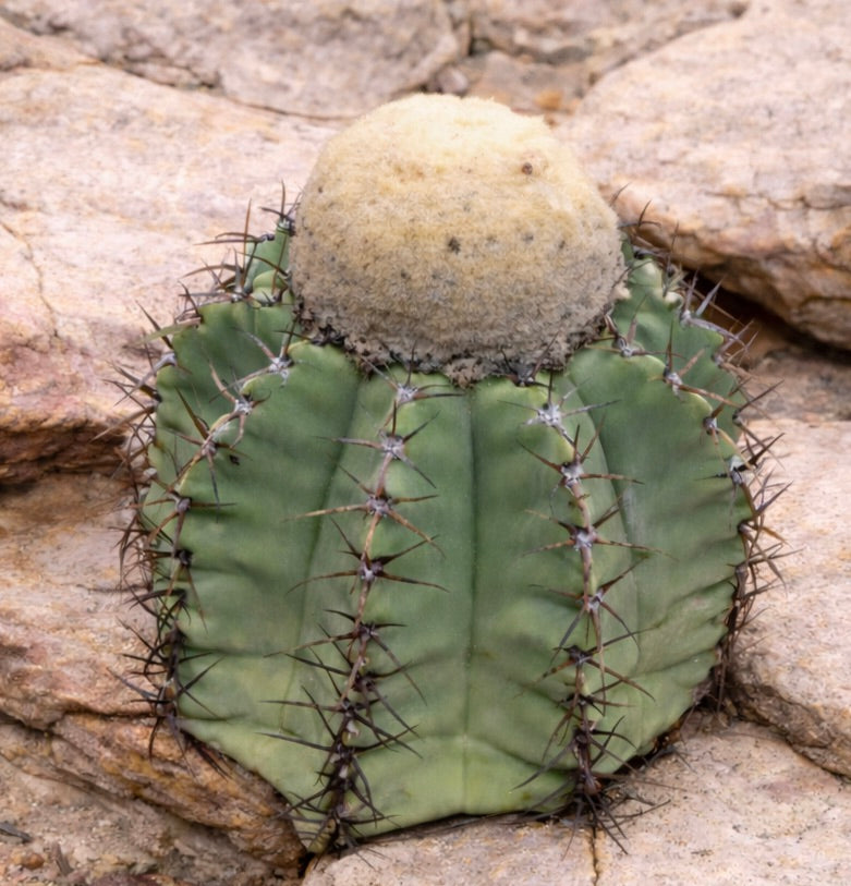 เมโลคาคตัส กลอเซสเซนส์ HU219 เมล็ดพันธุ์