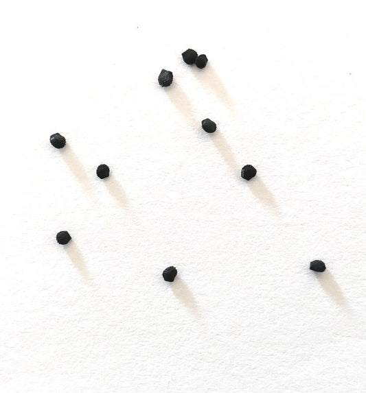 เมล็ดพันธุ์กระบองเพชร เมโลคาคตัส กลอแคสเซนส์ โรยกระจายบนพื้นหลังสีขาวพร้อมเงา