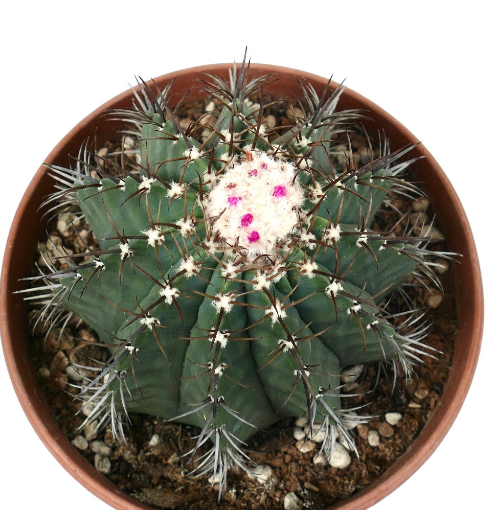 Melocactus glaucescens WHITE CEPHALIUM