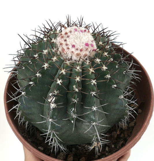 Melocactus glaucescens WHITE CEPHALIUM