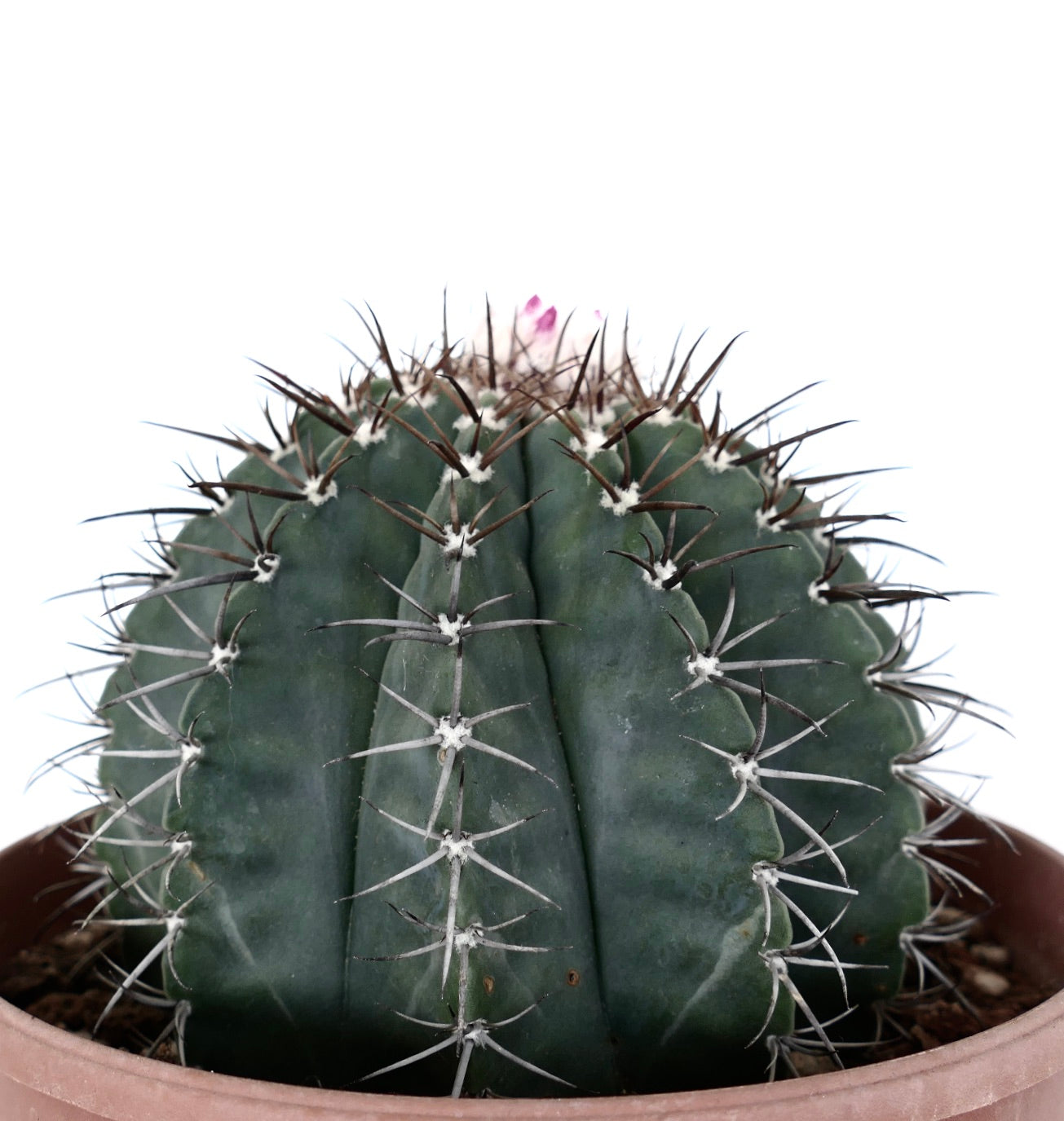 Melocactus glaucescens WHITE CEPHALIUM