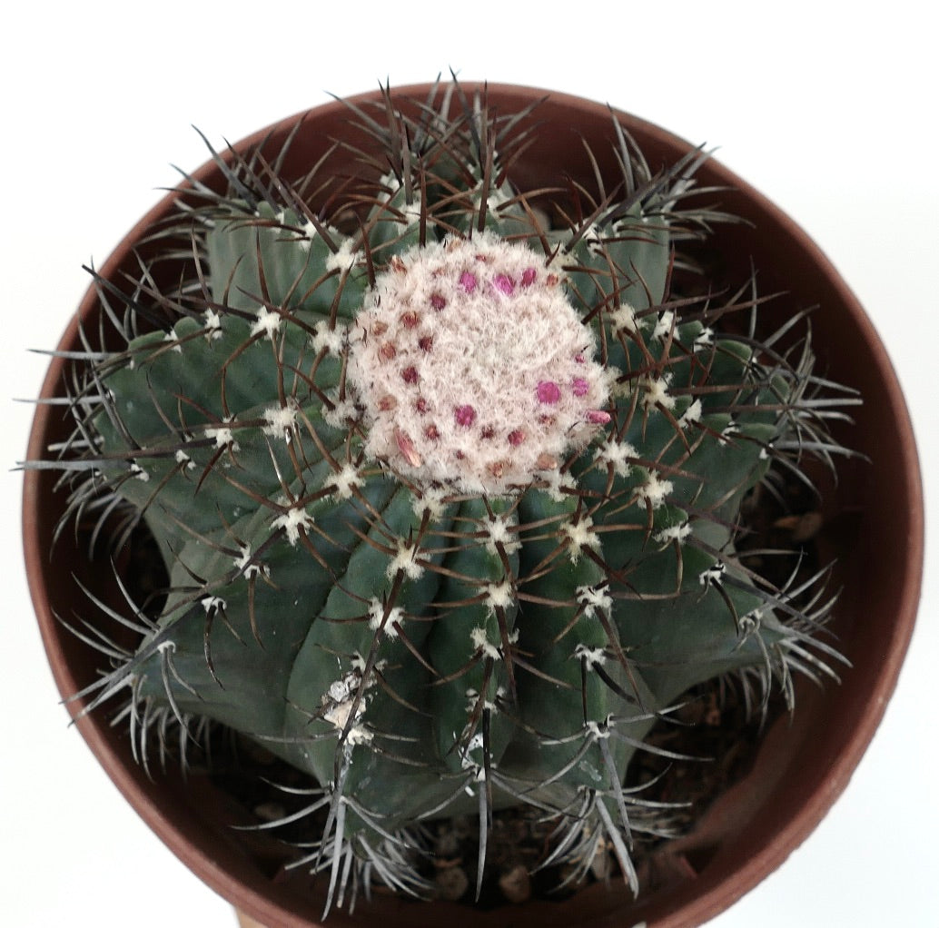 Melocactus glaucescens WHITE CEPHALIUM