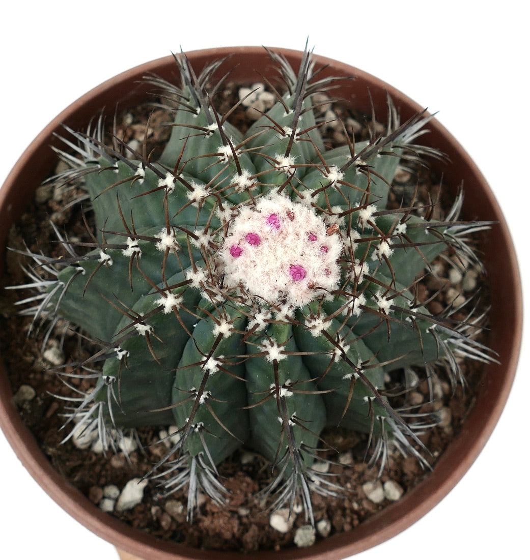 Melocactus glaucescens WHITE CEPHALIUM