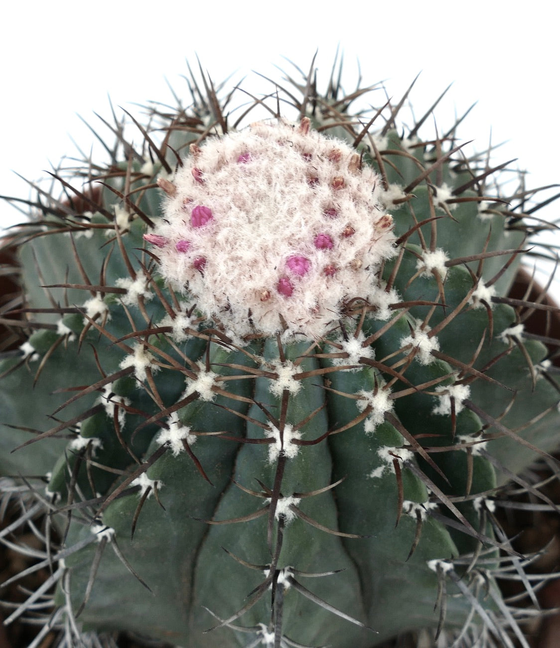 Melocactus glaucescens WHITE CEPHALIUM