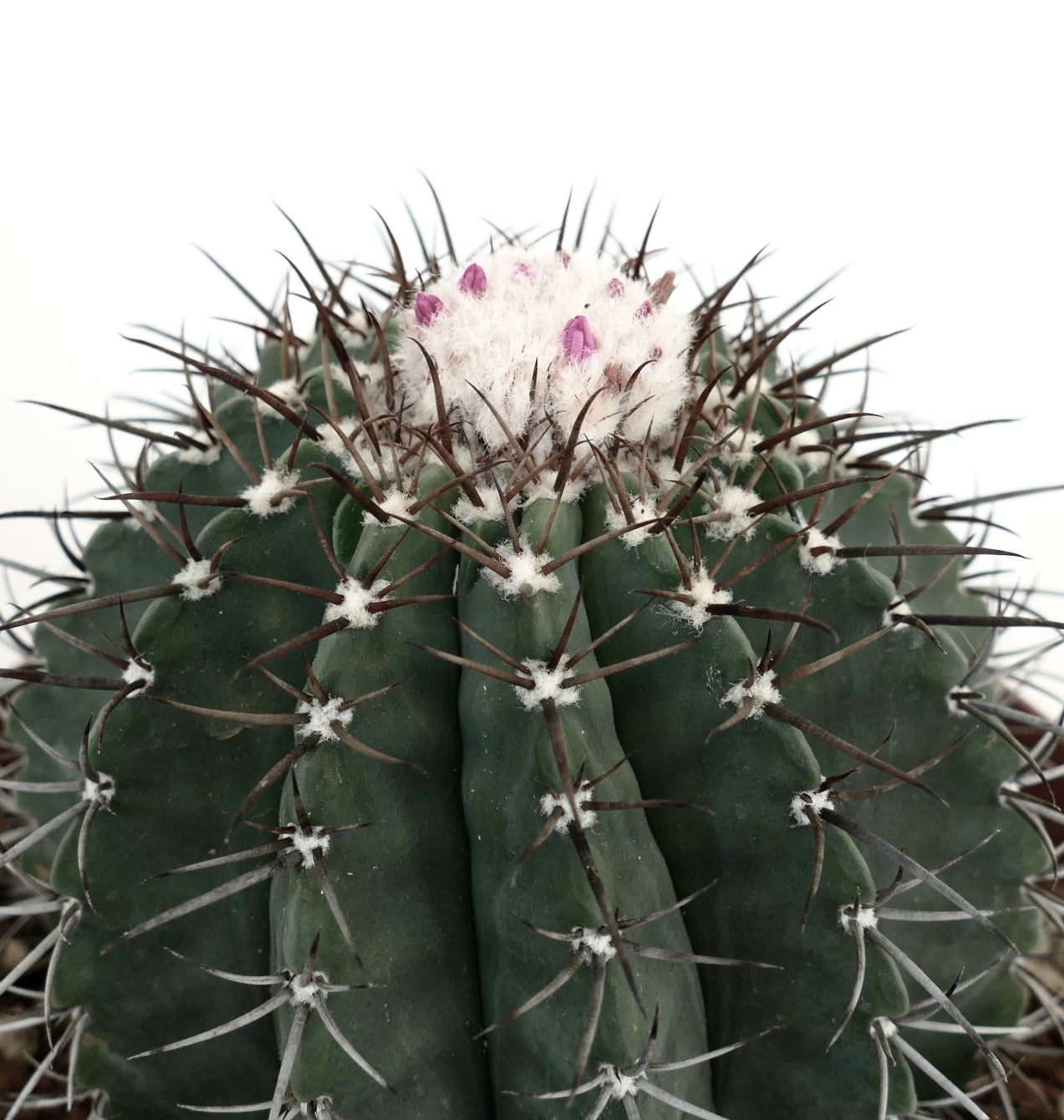 Melocactus glaucescens WHITE CEPHALIUM