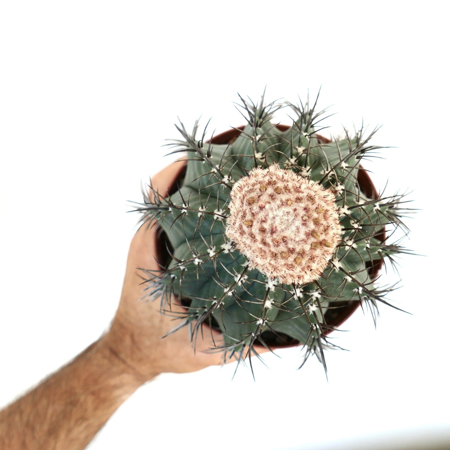 メロカクタス・グラウセンス | Botanical Archive | 非常に希少 | 購入する