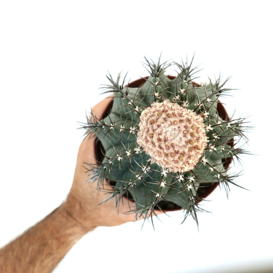 Top view of Melocactus glaucescens White Cephalium in a pot, showing its round green body with long dark spines and a distinctive woolly white cephalium on top.